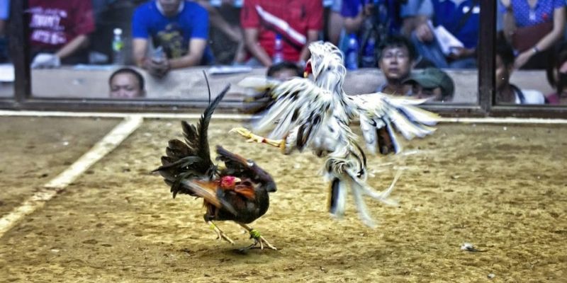 23wim qq88 bắn cá