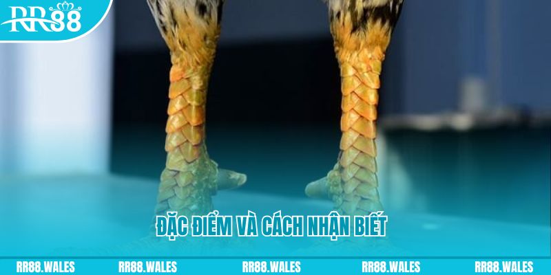 23wim trực tiếp đá gà campuchia